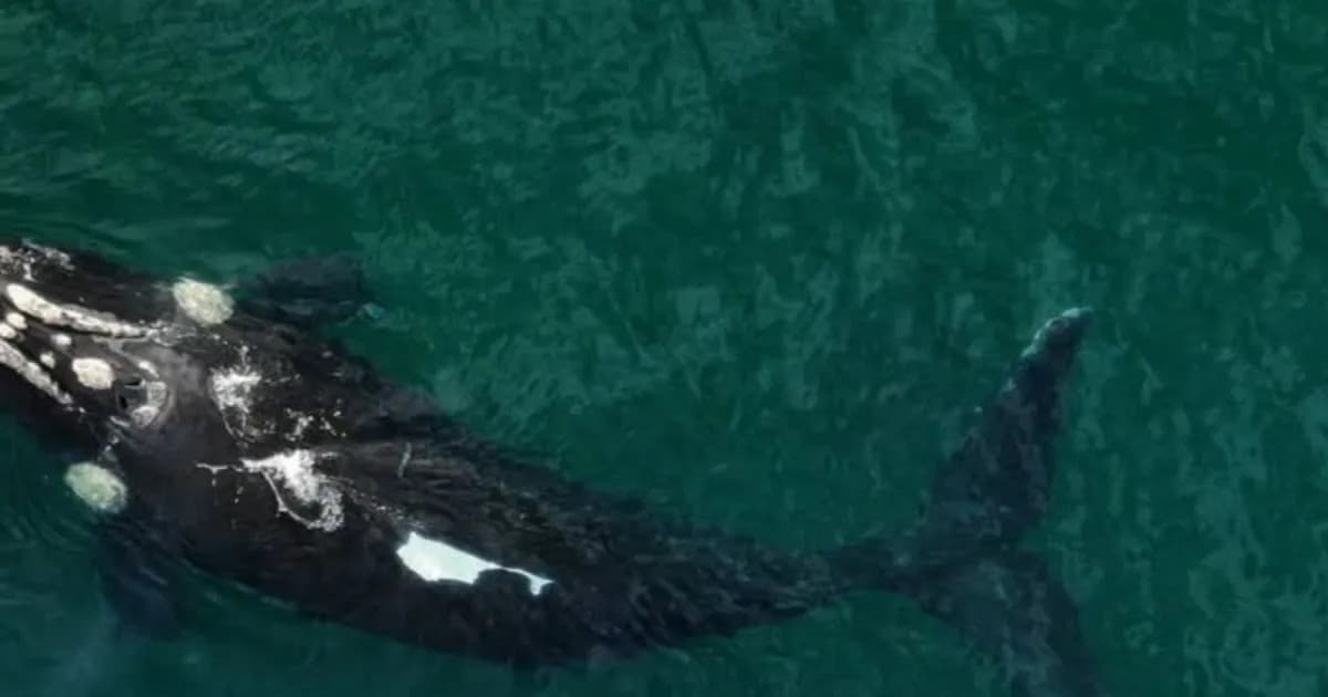 Un ballenato muerto quedó varado entre piedras en Las Grutas y esperan que la marea lo mueva