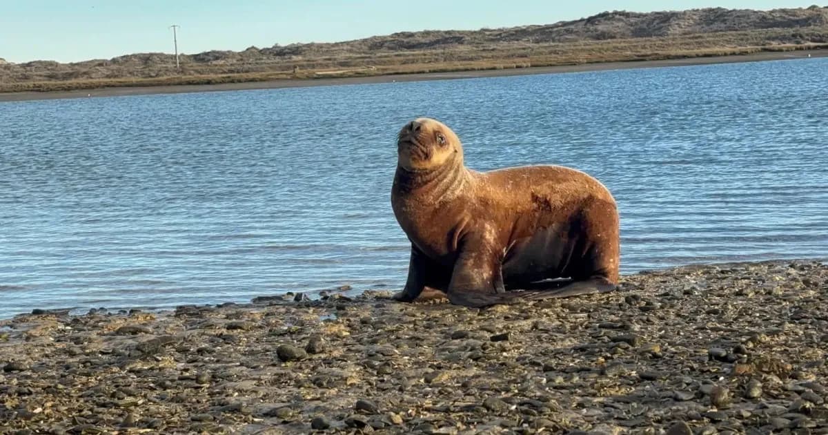Rescataron a un lobo marino que se alejó del mar en Las Grutas