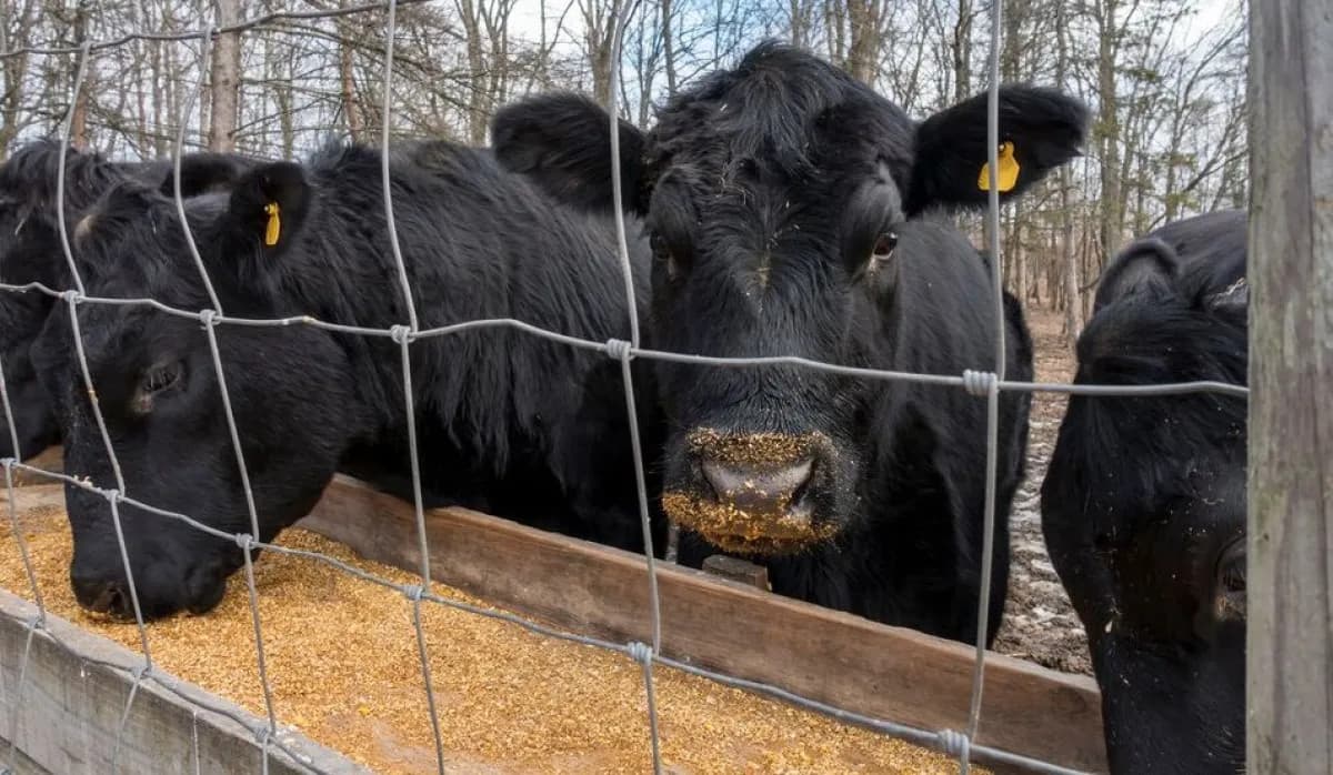 Ganadería: escasez de carne y precios excepcionales para el sector criador