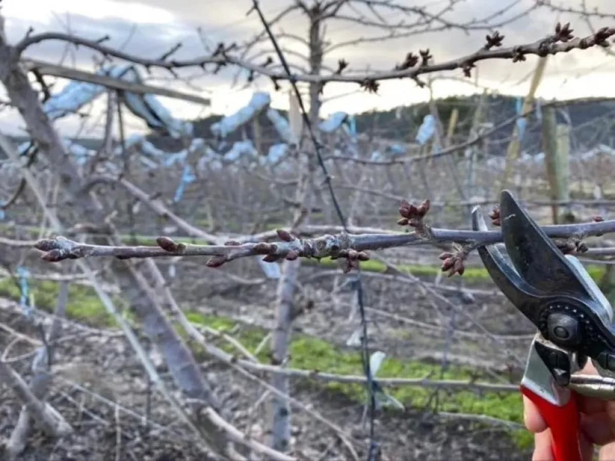 INTA: las lluvias no afectan a los frutales, pero hay que cuidar los cortes de poda