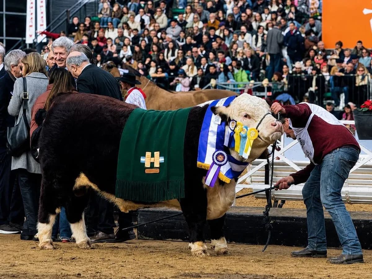 Un toro criado en Patagones fue Reservado Gran Campeón en Palermo y se vendió en 30 millones