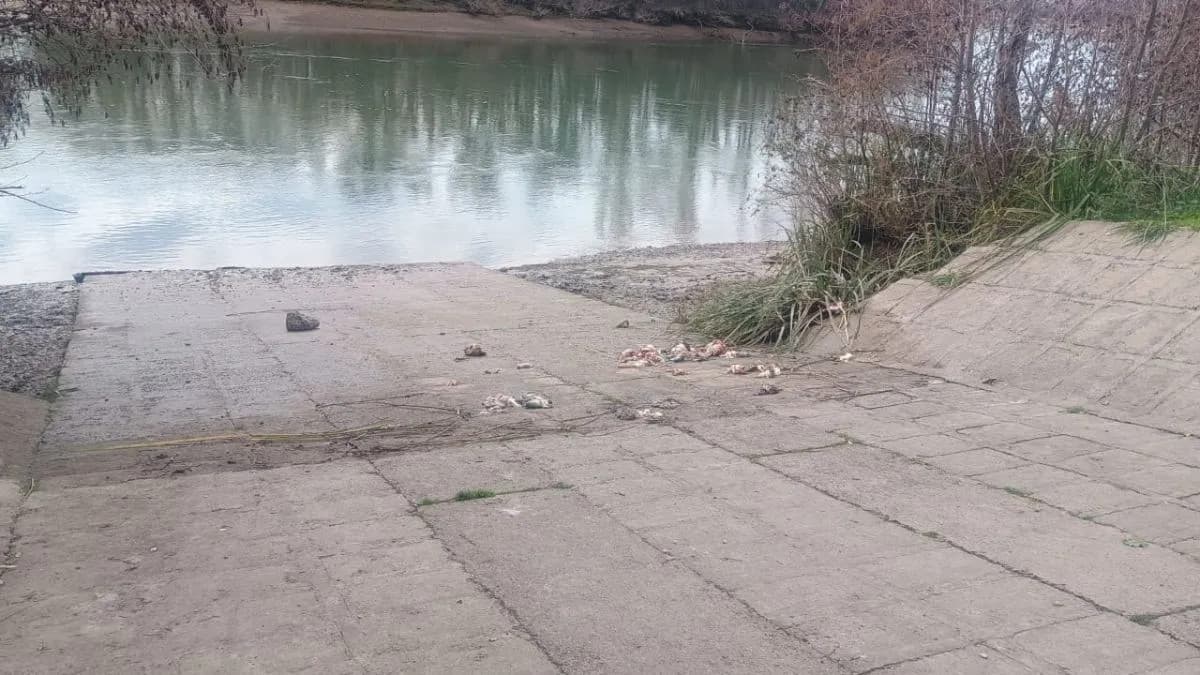 Vecinos denuncian hallazgo de animales despellejados en la costanera de Viedma