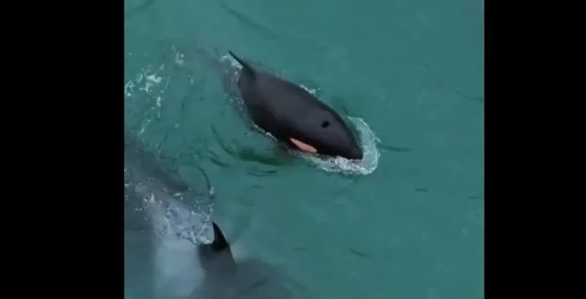La orca Mica volvió a la Reserva Punta Bermeja con sus crías Aiken y Piqui