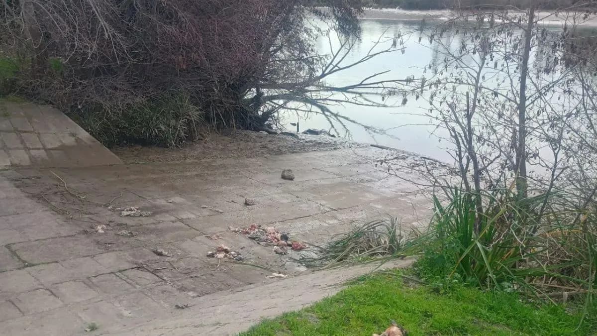 Los restos hallados en la costanera de Viedma eran de vizcachas, confirmó el Municipio