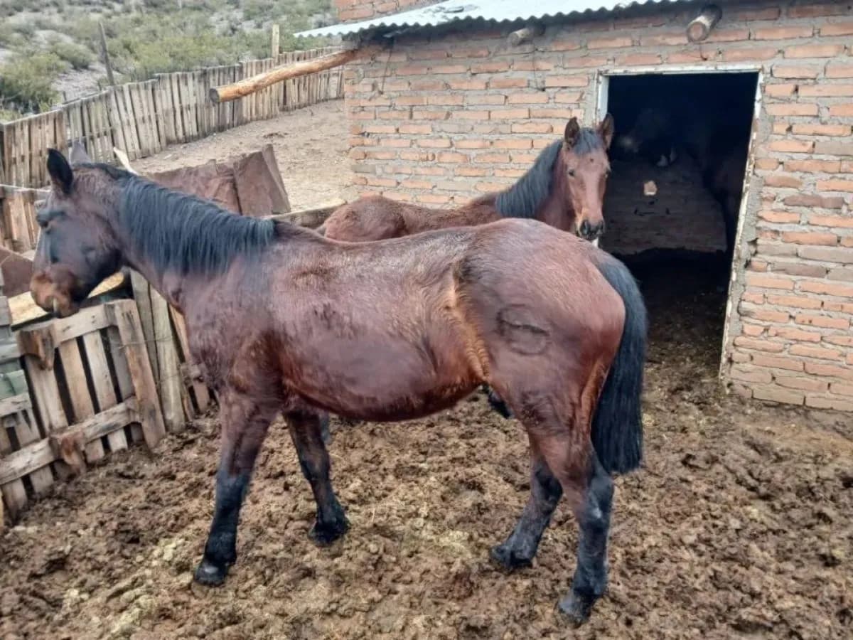 Abigeato en el Alto Valle: dos casos de caballos faenados generan marcha regional