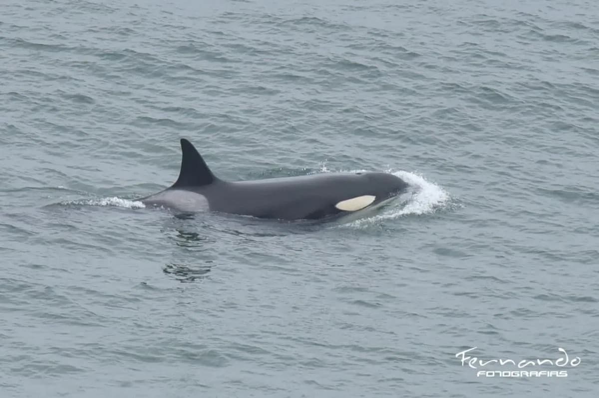 La orca Mica volvió a Punta Bermeja con sus crías después de cinco años