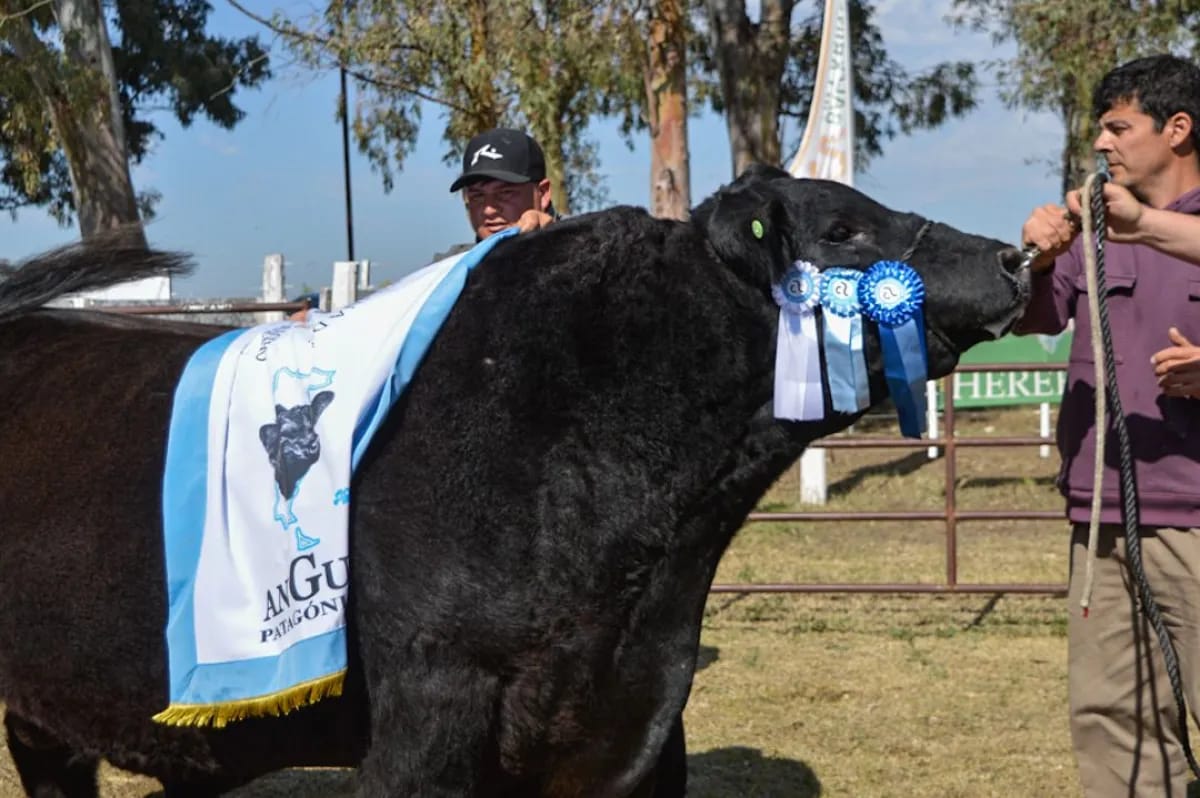 Angus definió a sus grandes campeones en la Expo Rural de Conesa
