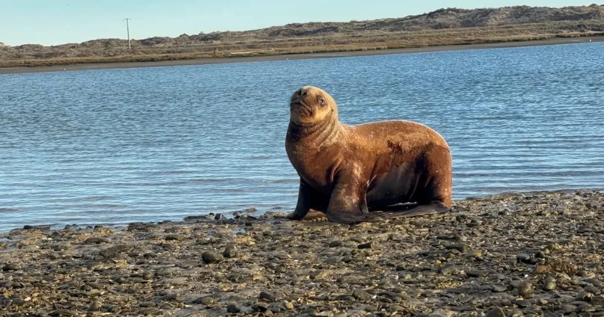 Rescataron a un lobo marino que se alejó del mar en Las Grutas