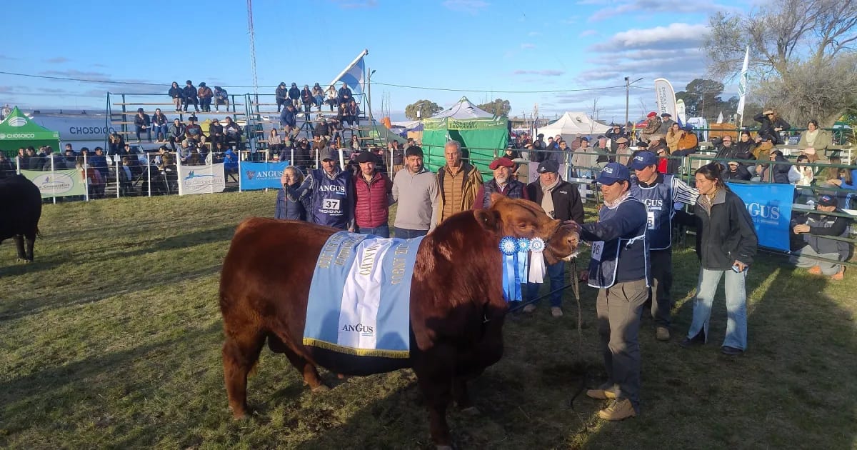 Un ejemplar de cabaña Don Fioto ganó el Gran Campeón Angus en la Rural de Viedma