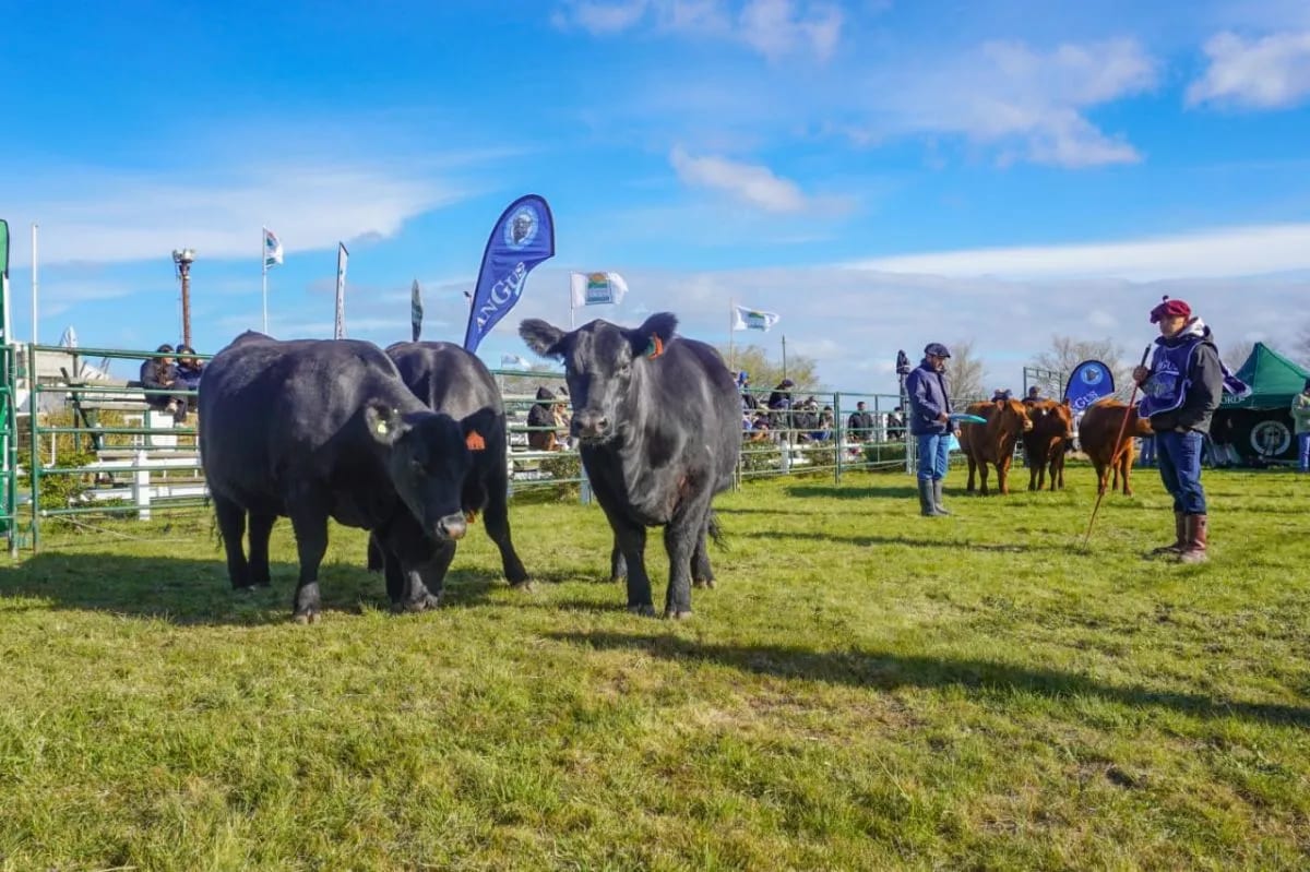 Expo Rural de la Comarca: la agenda completa del fin de semana