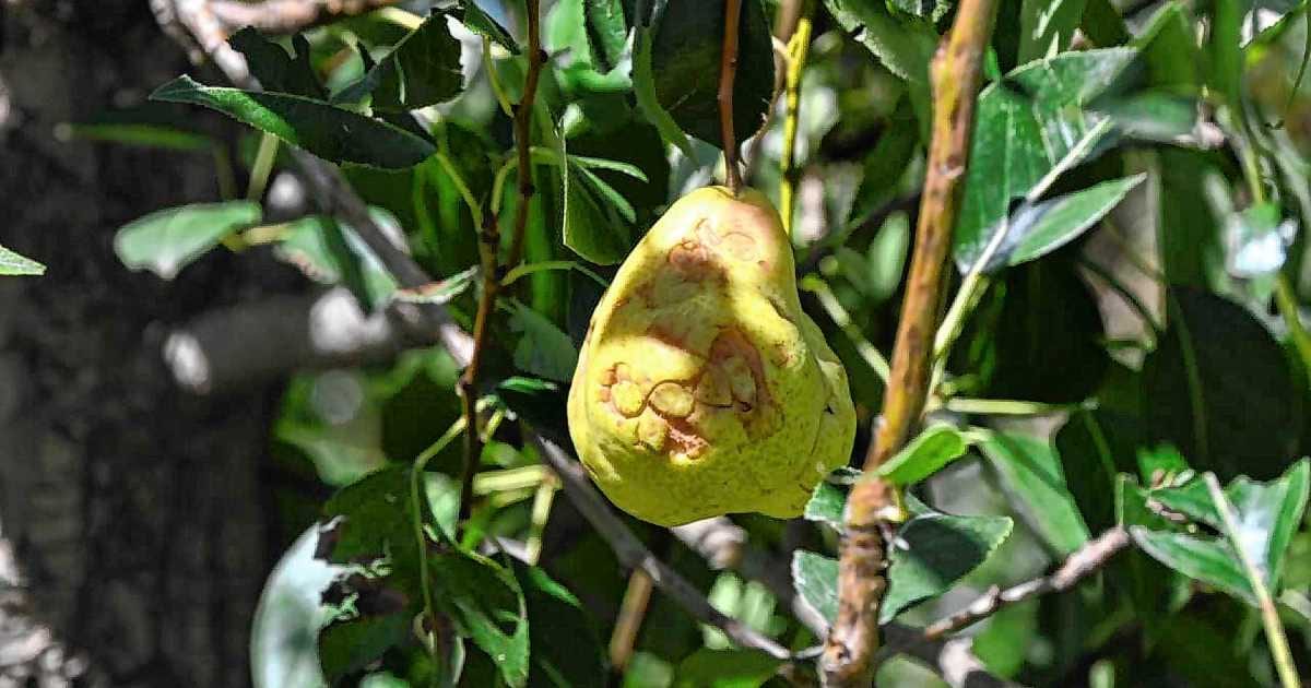 Frutícolas de Río Negro ya pueden anotarse para el seguro contra granizo 2027
