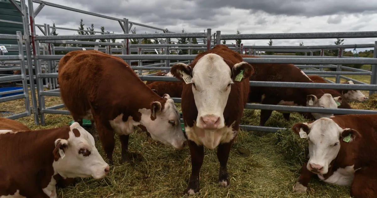 La Expo Rural de Viedma vivió un sábado a pleno con juras, música y anuncios de créditos