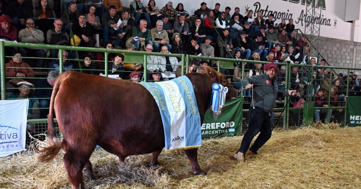 La Rural de Viedma cerró con ventas de reproductores por más de $1.200 millones