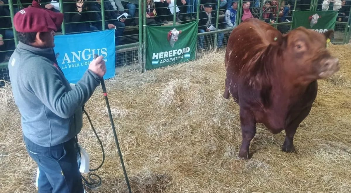 Remates de la Expo Rural de Viedma superaron los 1.200 millones de pesos