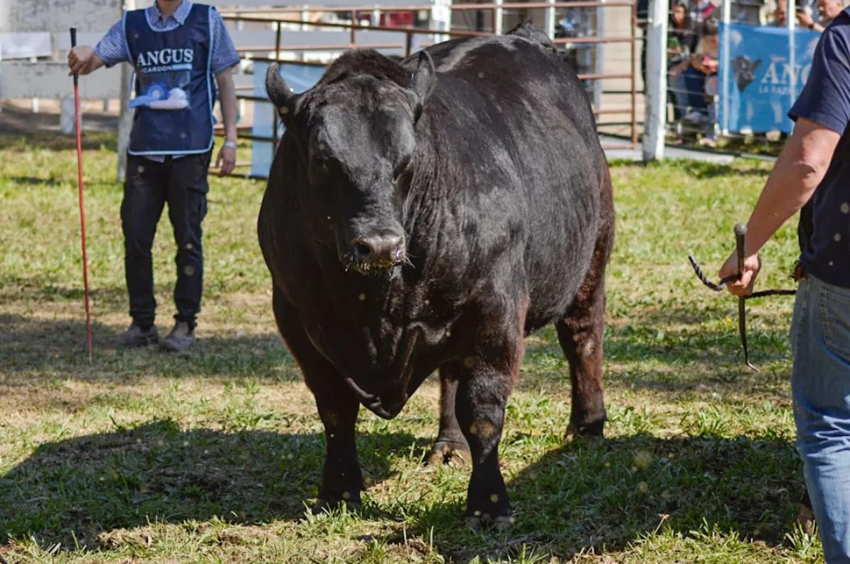 General Conesa vive a pleno la 37° Exposición Rural con la Nacional Patagónica de Hereford