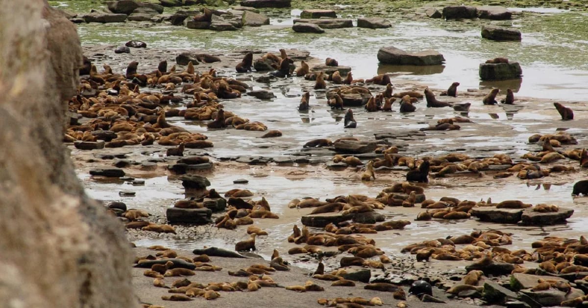 Estudio del Conicet halló que la gripe aviar puede pasar de madre a cría en lobos marinos