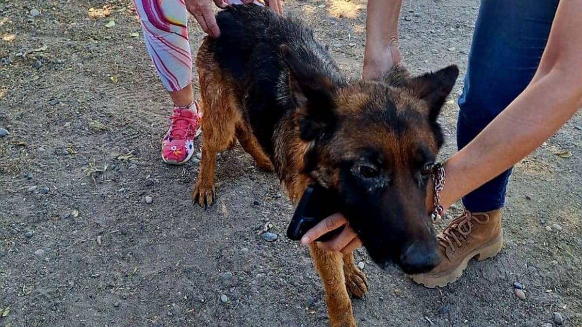 Río Negro avanza en un registro para sancionados por maltrato animal