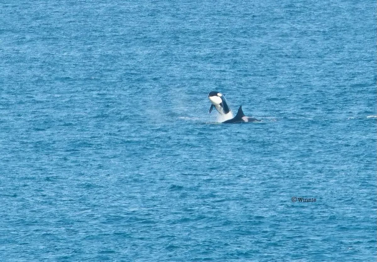 El grupo de orcas "Maga" fue avistado nuevamente frente a Bahía Rosas