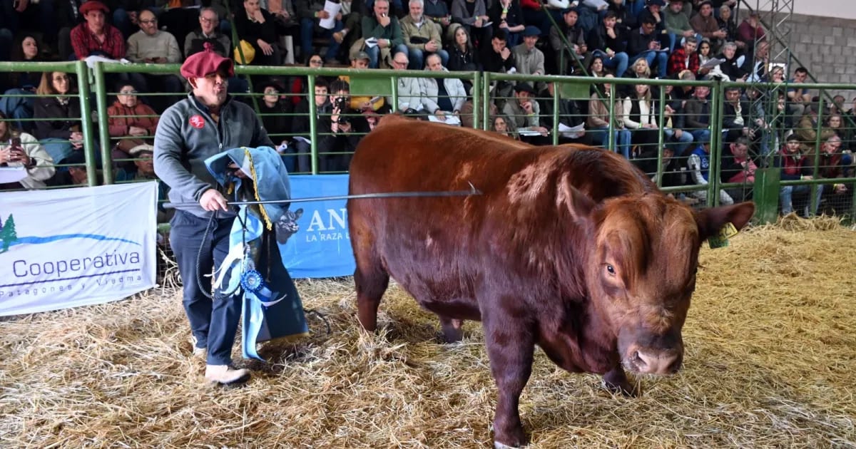Remates de la Expo Rural de Viedma: toros Angus y Hereford se vendieron hasta $30 millones