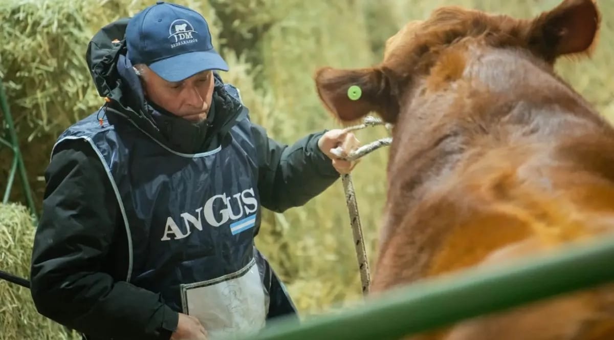 Río Negro casi duplicó su stock bovino y multiplicó la ganadería provincial