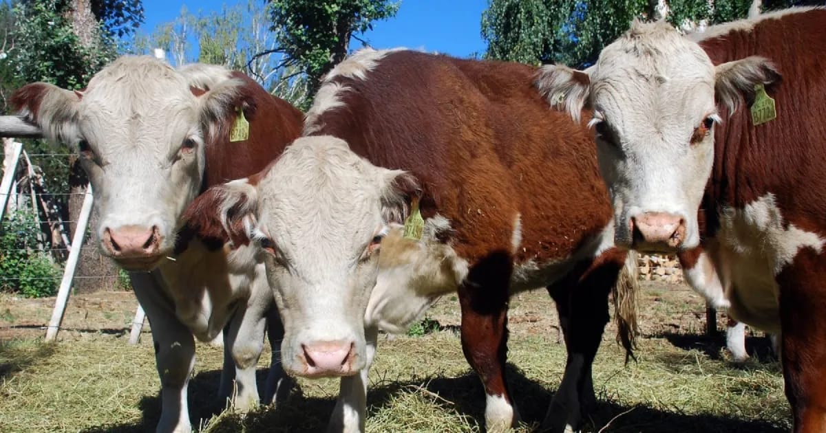 Río Negro actualizó las leyes de Marcas, Fauna y Carnes: qué cambia para el campo